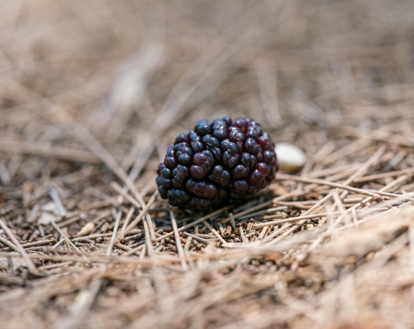 Sahtoot Health Benefits-1-2-3-4-5-6-7-8-9