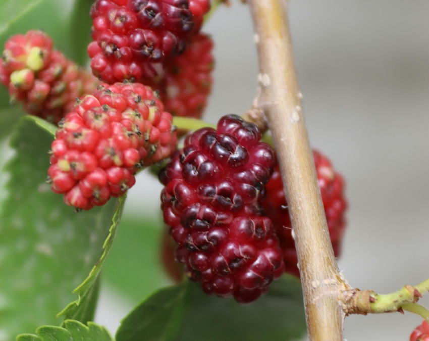 Sahtoot Health Benefits-1-2-3-4-5