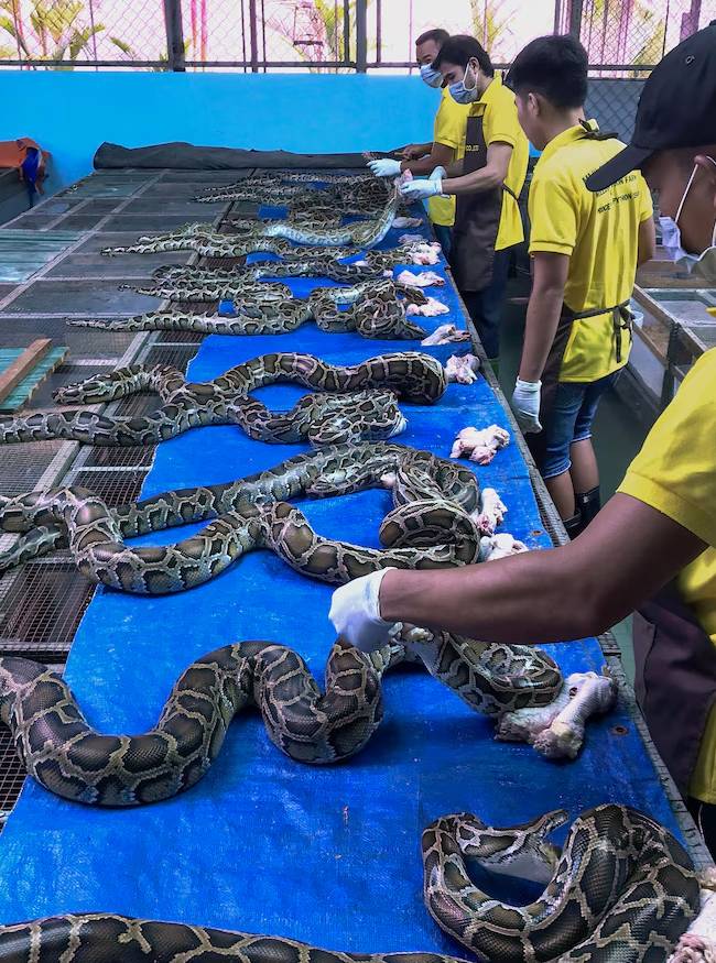 Snake Rearing Business-1-2-3-4