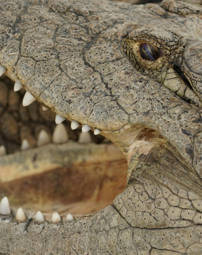 Crocodile Meat-1-2-3