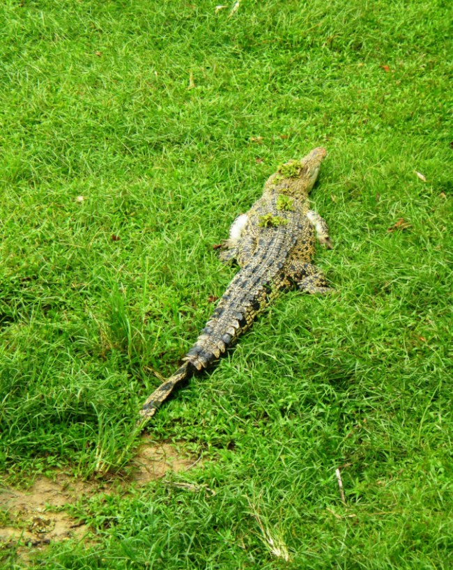 Crocodile Meat-1-2-3-4-5-6