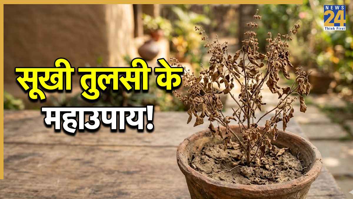 Tulsi ka Sukhna.jpg Tulsi ka Sukhna.jpg