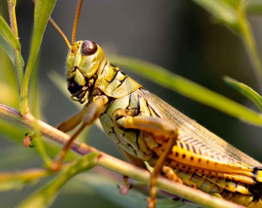 सिर पर नहीं बल्कि पेट में होते हैं इसके कान