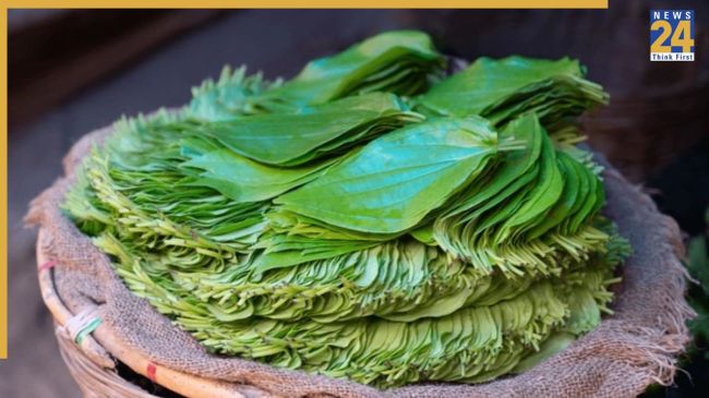 Betel Leaves Eating Benefits