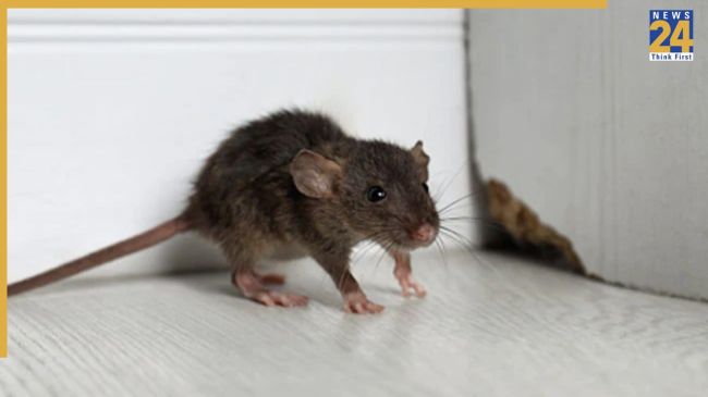 Chuhe Dur Bhagane Ke Liye Kya Kare