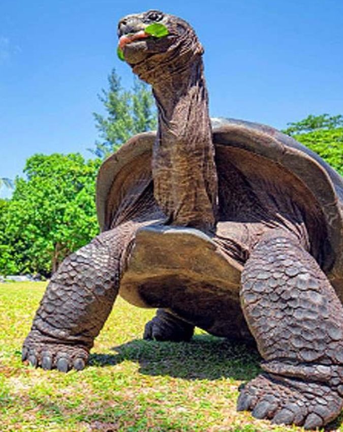 World’s Oldest Living Animal ‘Jonathan World’s Oldest Living Animal ‘Jonathan-1-2