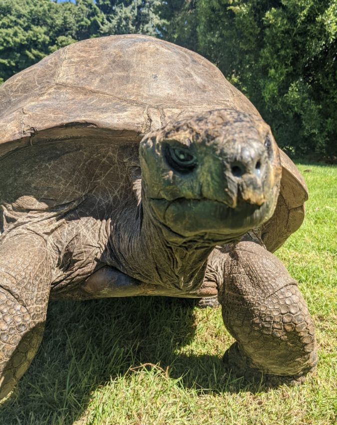World’s Oldest Living Animal ‘Jonathan World’s Oldest Living Animal ‘Jonathan-1-2-3
