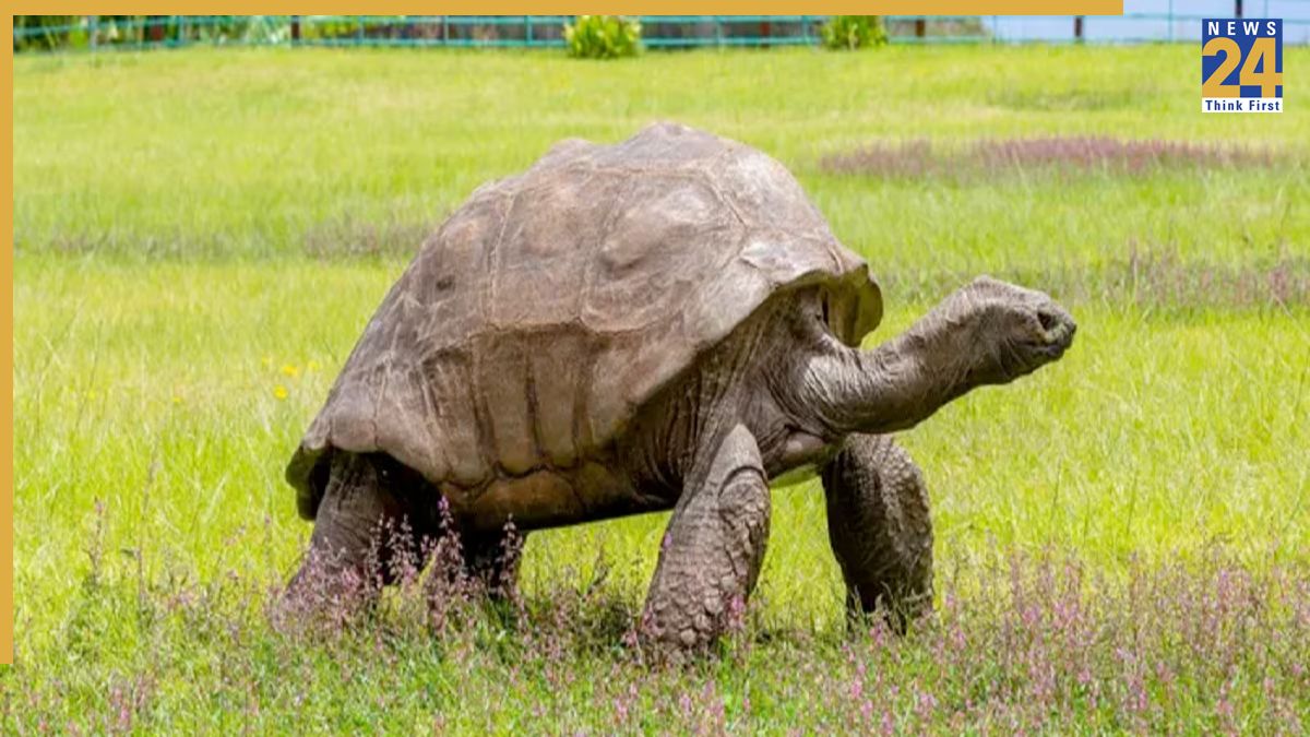 World’s Oldest Living Animal ‘Jonathan World’s Oldest Living Animal ‘Jonathan-1