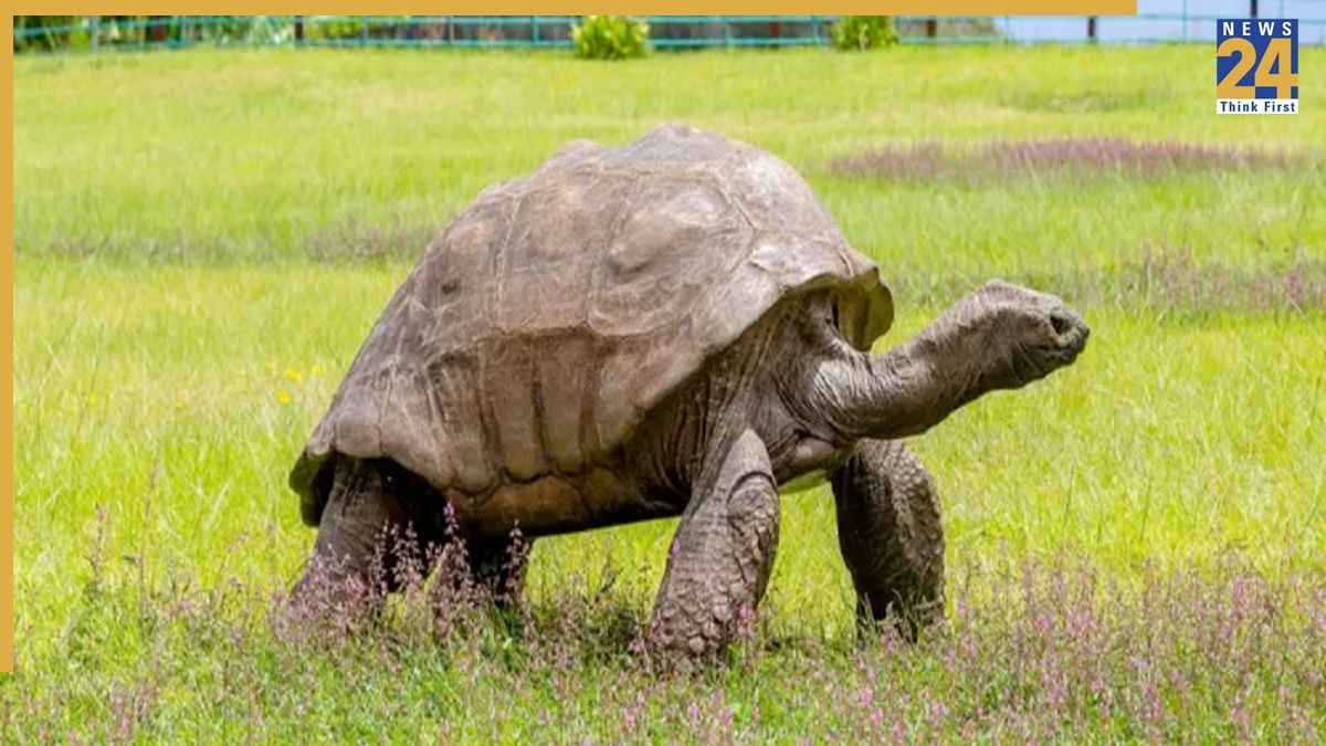 World’s Oldest Living Animal ‘Jonathan