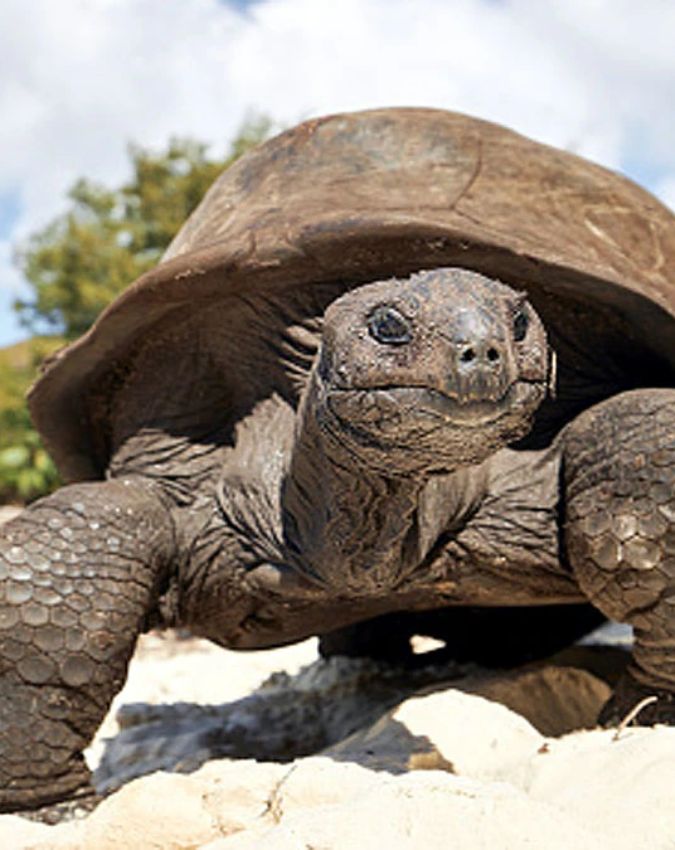 World’s Oldest Living Animal ‘Jonathan World’s Oldest Living Animal ‘Jonathan-1-2-3-4