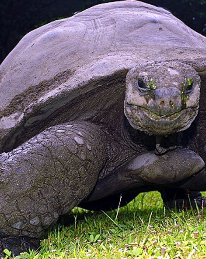 World’s Oldest Living Animal ‘Jonathan World’s Oldest Living Animal ‘Jonathan-1-2-3-4-5