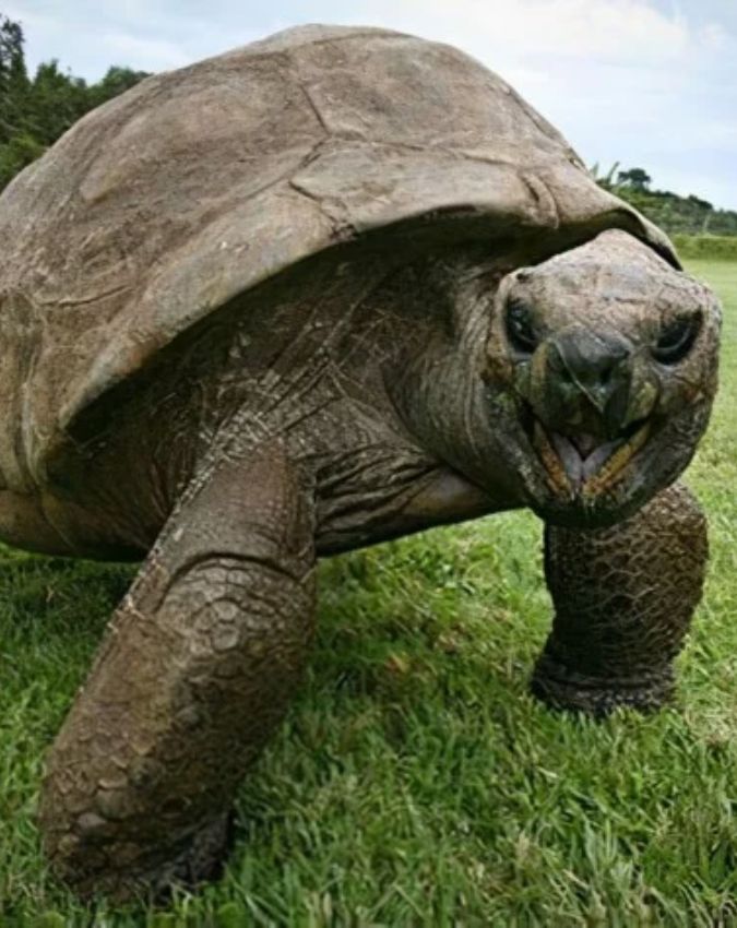 World’s Oldest Living Animal ‘Jonathan World’s Oldest Living Animal ‘Jonathan-1-2-3-4-5-6-7