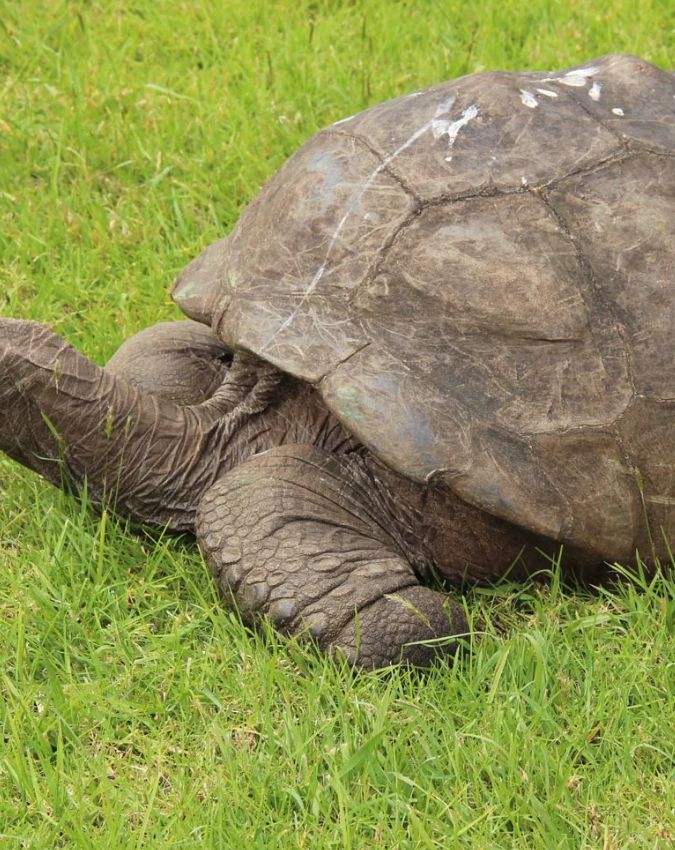 World’s Oldest Living Animal ‘Jonathan World’s Oldest Living Animal ‘Jonathan-1-2-3-4-5-6-7-8