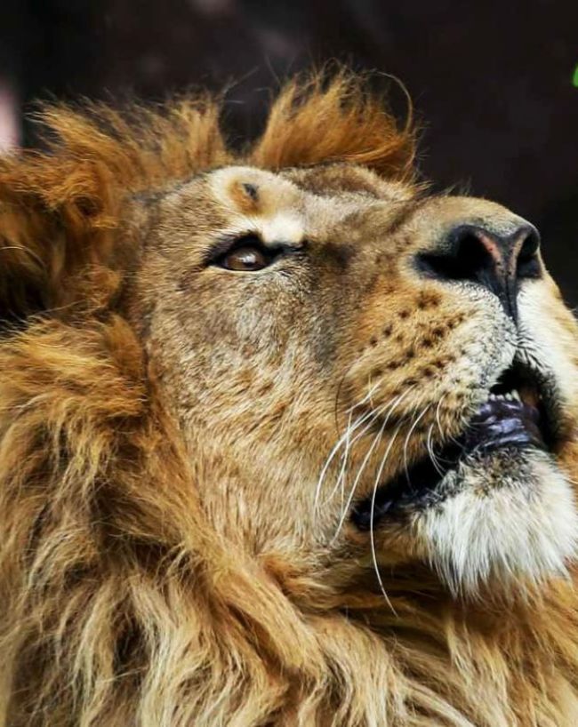 Iran National Animal-1-2