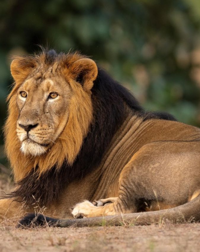 Iran National Animal Iran National Animal-1-2-3