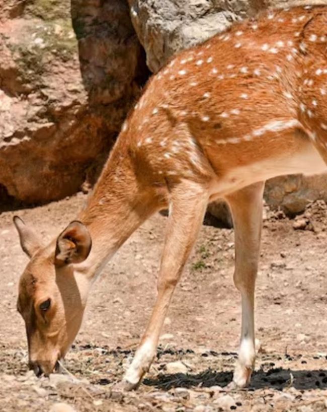 Iran National Animal-1-2-3-4