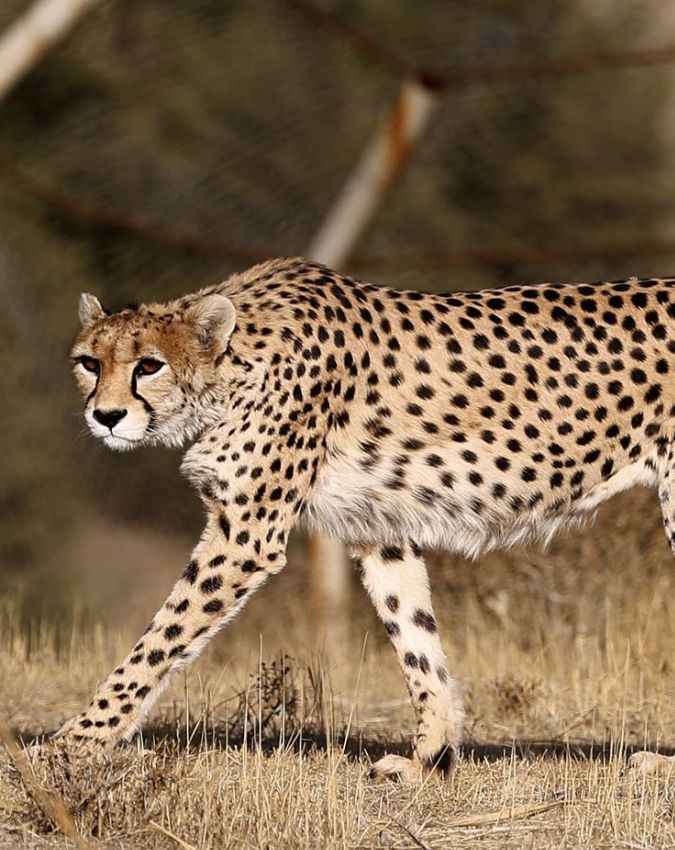 एशियाई चीता (Asiatic Cheetah)