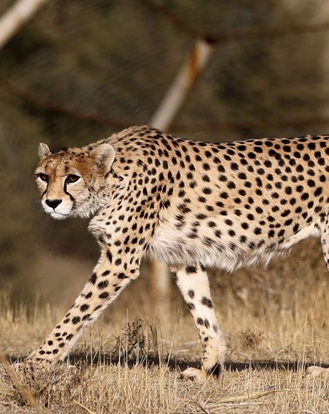 Iran National Animal-1-2-3-4-5