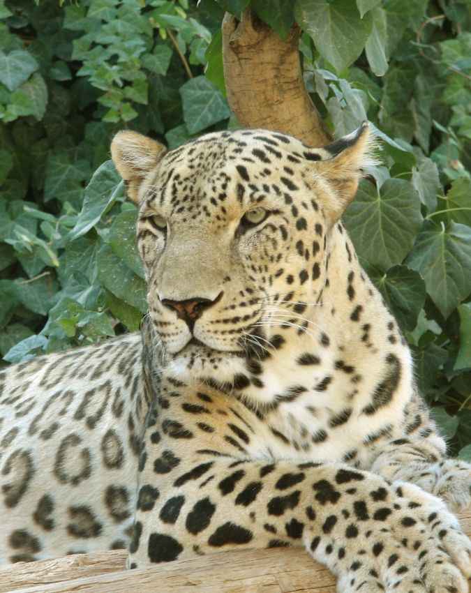 फारसी तेंदुआ (Persian Leopard)