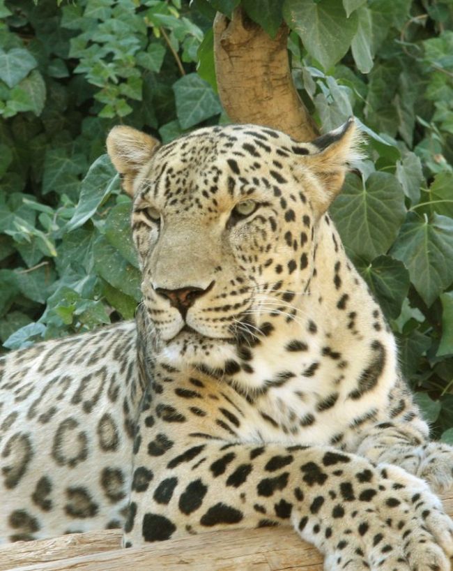 Iran National Animal-1-2-3-4-5-6