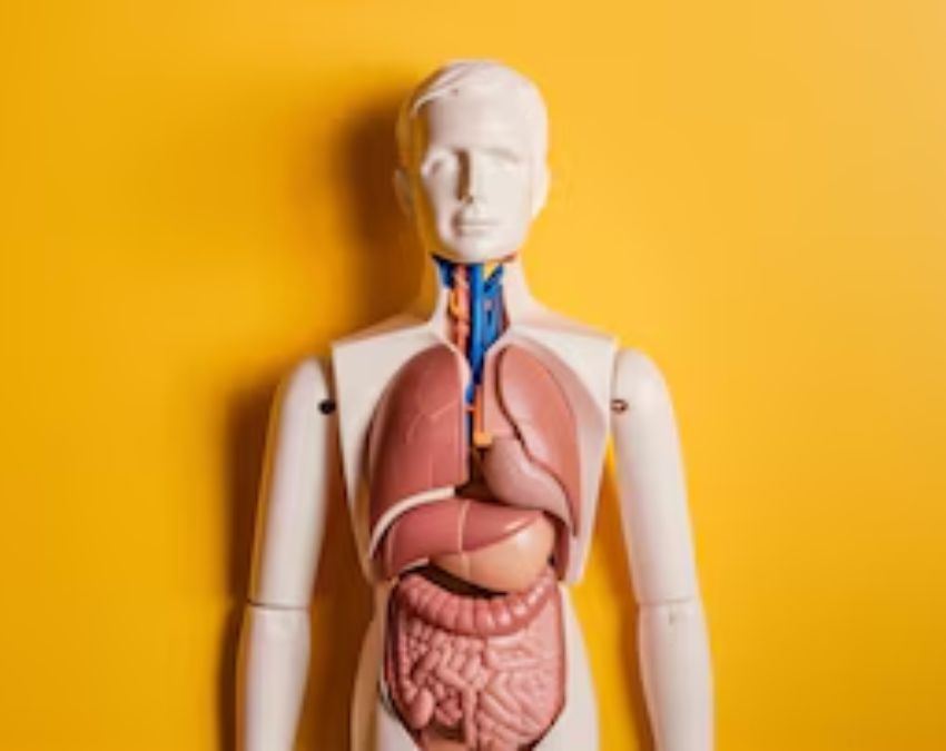 30 days Meat fasting effects on body-1-2-3