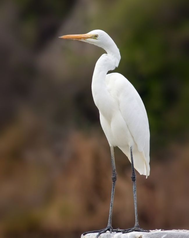 Chanakaya Niti-1-2-3-4