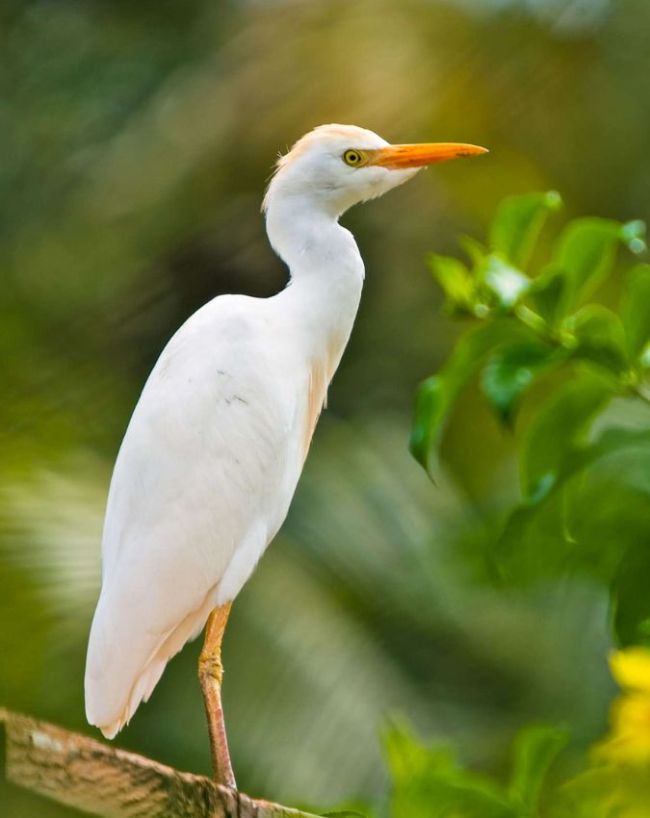 Chanakaya Niti-1-2-3-4-5