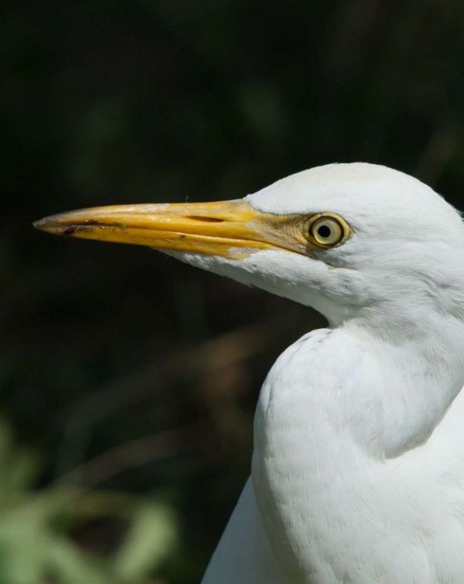 Chanakaya Niti-1-2-3-4-5-6