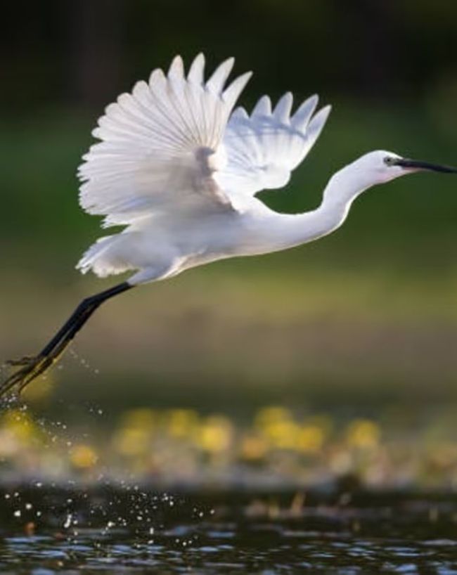 Chanakaya Niti-1-2-3-4-5-6-7-8