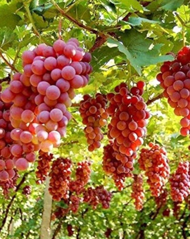 World’s Most Expensive Fruits-1-2-3