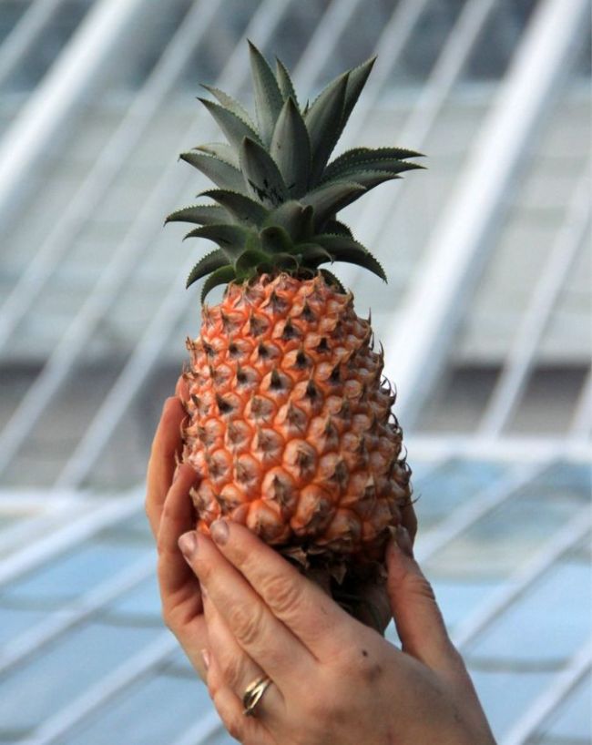 World’s Most Expensive Fruits-1-2-3-4-5-6