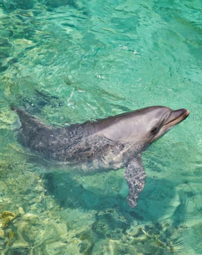 animals who cant see-1-2-3