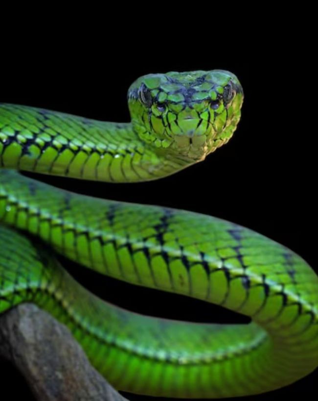 animals who cant see-1-2-3-4