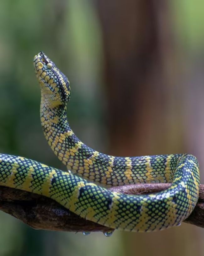 animals who cant see-1-2-3-4-5-6-7