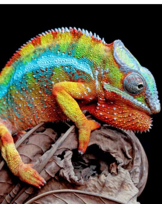 animals who cant see-1-2-3-4-5-6-7-8