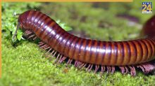 millipede prevent tips and tricks