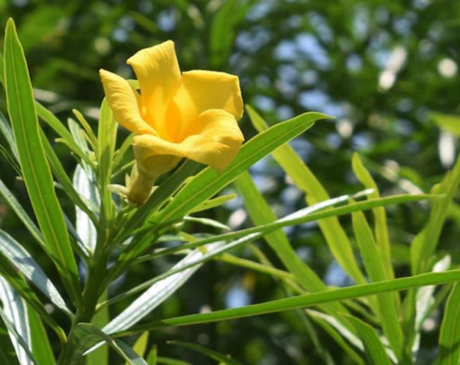 why kaner plant is planted in indian road side-1-2