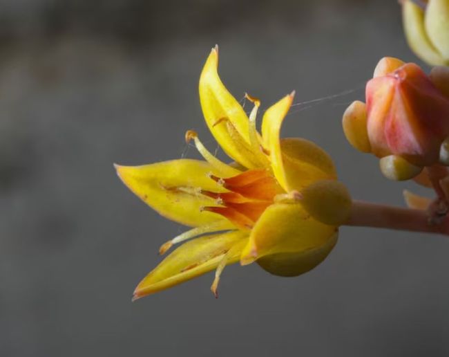 why kaner plant is planted in indian road side-1-2-3-4-5-6