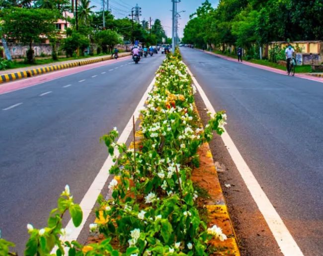 why kaner plant is planted in indian road side-1-2-3-4-5