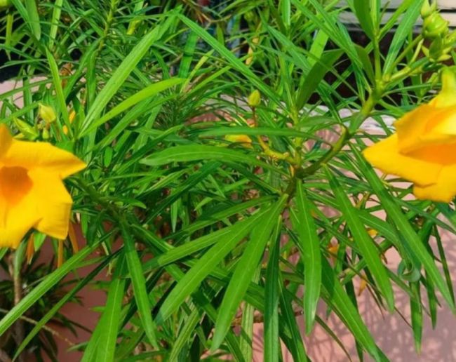 why kaner plant is planted in indian road side-1-2-3-4