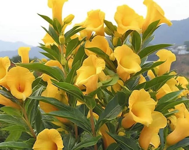 why kaner plant is planted in indian road side-1-2-3