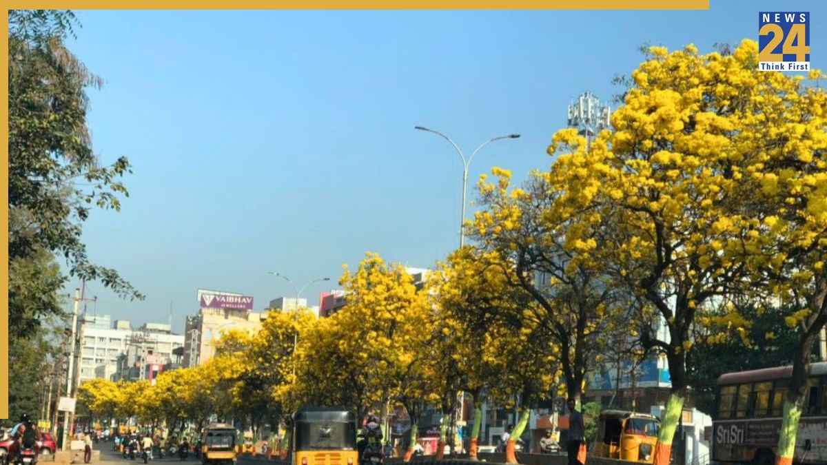 why kaner plant is planted in indian road side