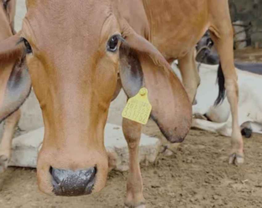 किस देश की राष्ट्रीय पशु गाय?