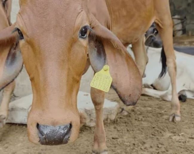 Cow Kis Desh Ka Pashu Hai-1-2