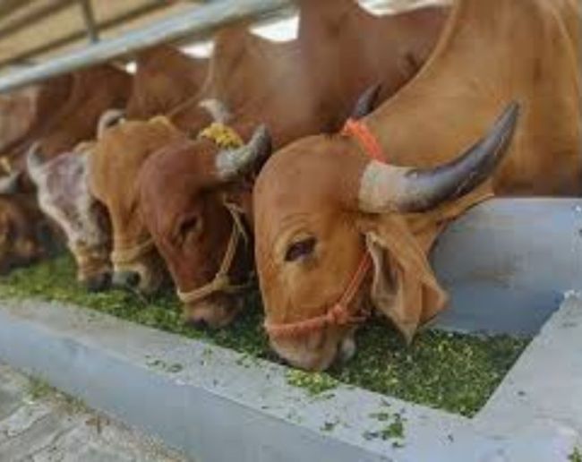 Cow Kis Desh Ka Pashu Hai-1-2-3