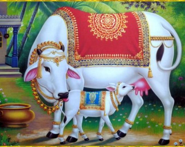 Cow Kis Desh Ka Pashu Hai-1-2-3-4