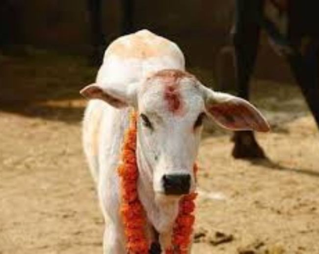 Cow Kis Desh Ka Pashu Hai-1-2-3-4-5