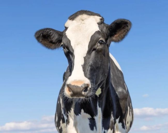 Cow Kis Desh Ka Pashu Hai-1-2-3-4-5-6