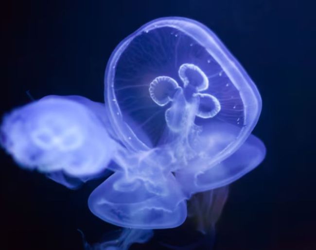 which animal has no heart-1-2-3