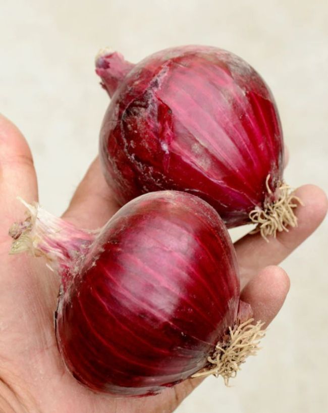Why Carrying Onion May Protect You From Heatwave-1-2-3-4